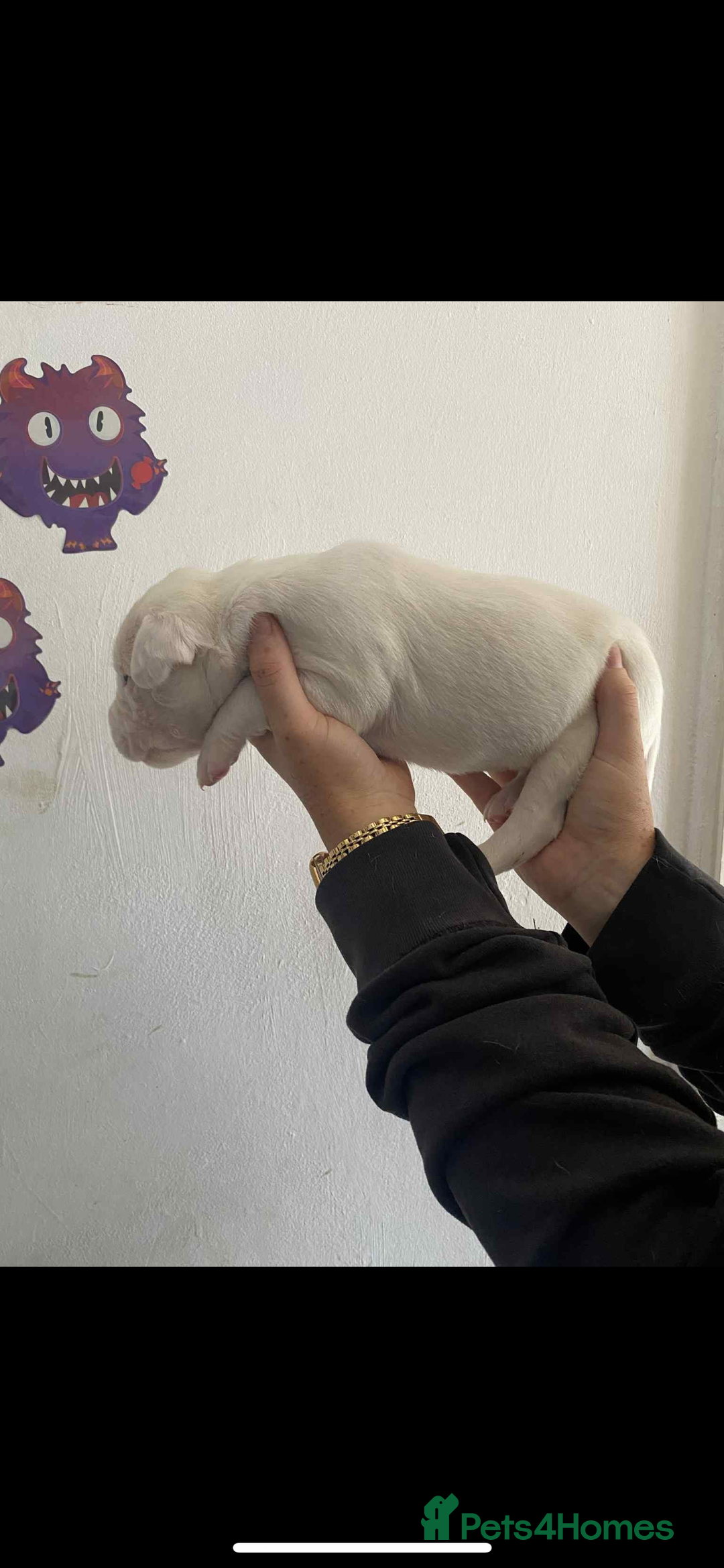Mixed Breed dogs for sale: Staffyxdalmation st bernard - Image 2