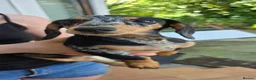 Miniature Dachshund dogs for sale: 💙💙Last 2 LONGHAIR BOY ❤️ 1 Girl SHORTHAIR - Advert 5