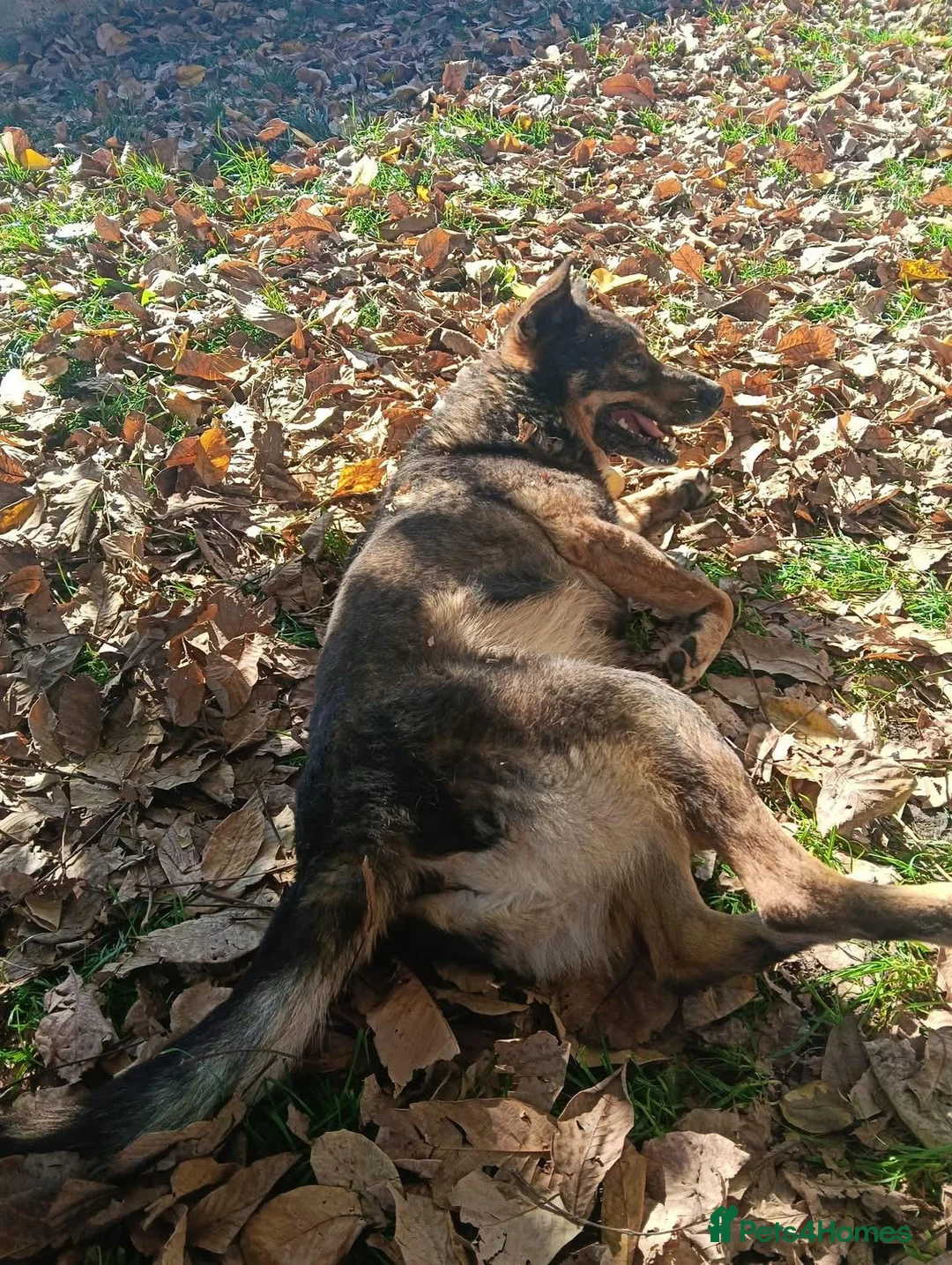 Mixed Breed dogs for adoption: Toshko, approx 10 yrs. Available for adoption. - Advert 9