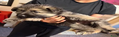 German Shepherd 1