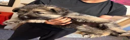 German Shepherd dogs for sale: Beautiful long haired puppies - Advert 4