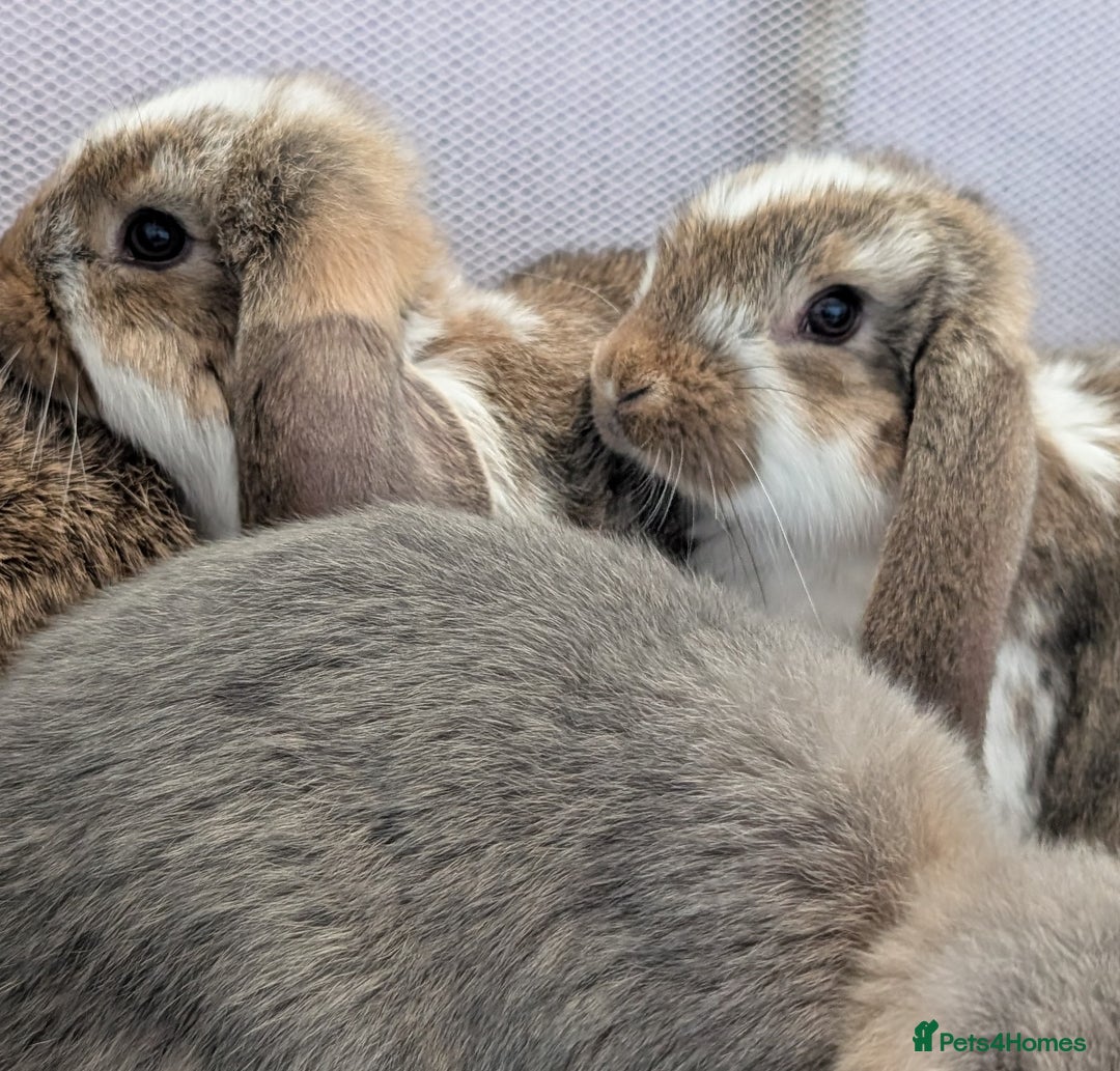 French Lop rabbits for sale: Beautiful Purebred French Lops For Sale - Image 5