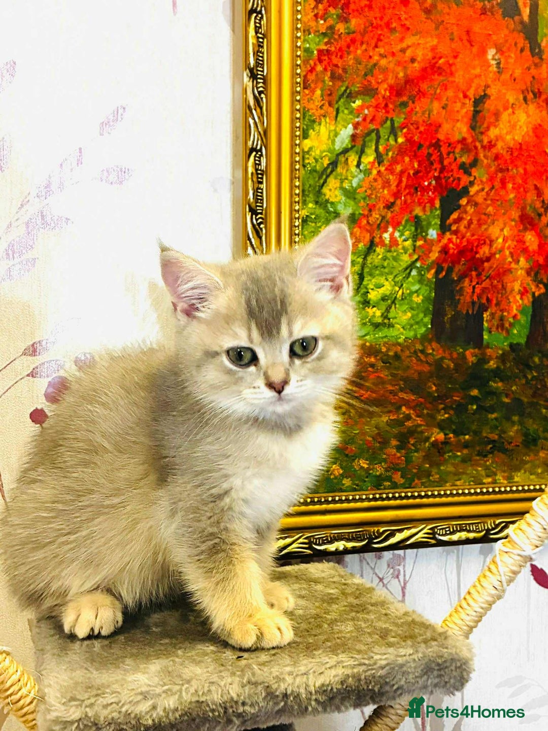 Scottish Fold cats for sale: 3 Scottish Fold Kittens for sale - Advert 11