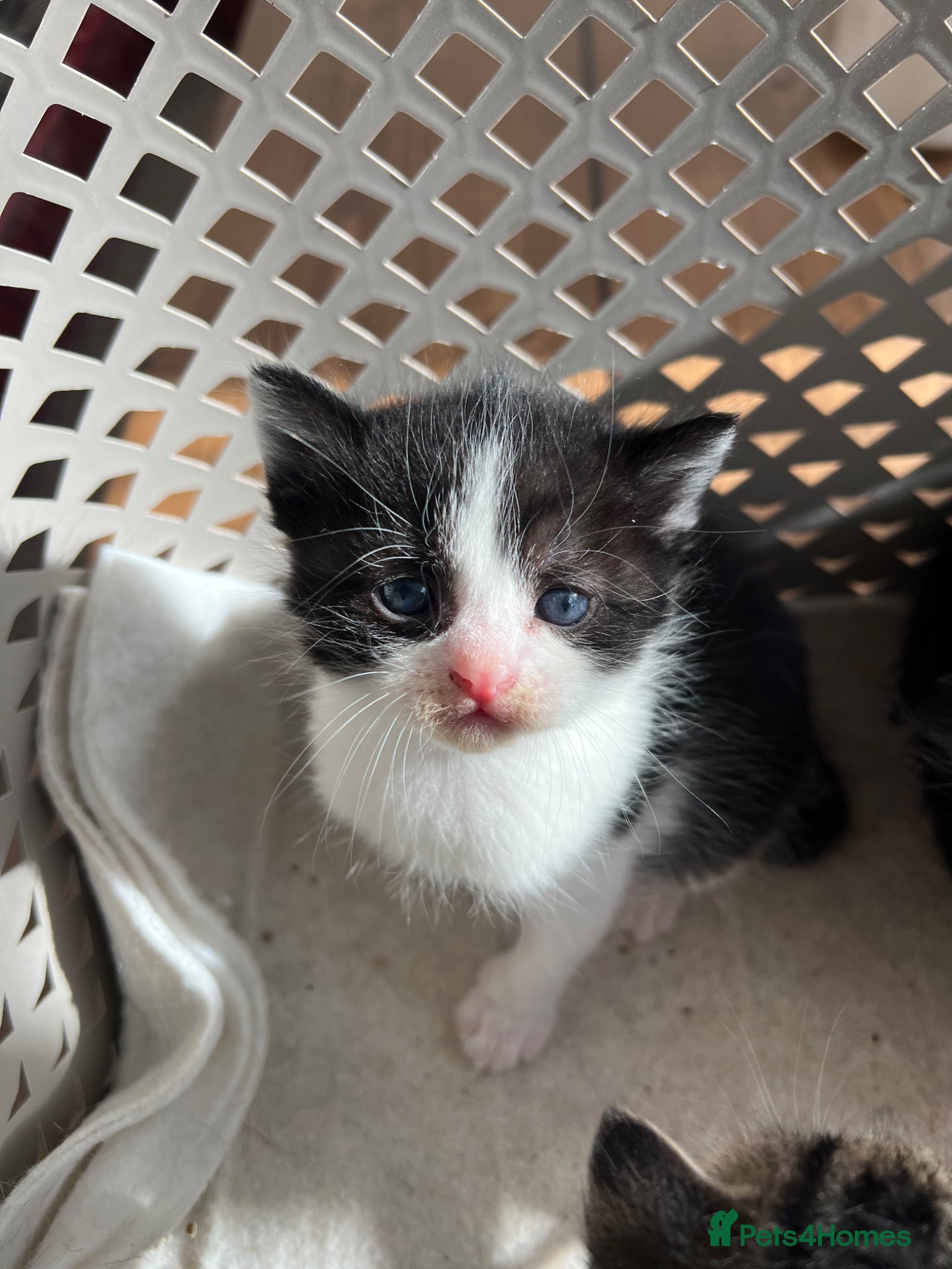 Mixed Breed cats 2 beautiful kittens - Advert 8