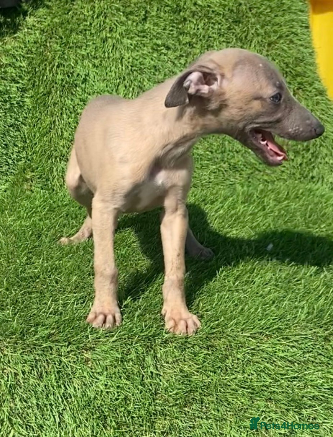 Whippet dogs for sale: Kc whippet pups  - Image 33