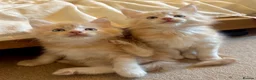 Maine Coon cats for sale: (All now reserved)GCCF Champion Maine Coon Kittens - Advert 1