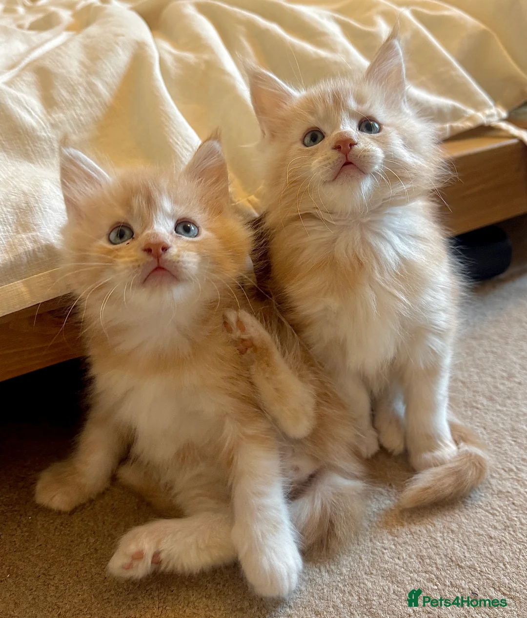 Maine Coon cats for sale: (All now reserved)GCCF Champion Maine Coon Kittens - Advert 1