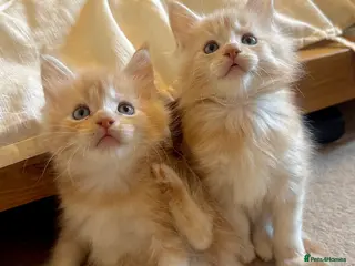 Maine Coon cats (All now reserved)GCCF Champion Maine Coon Kittens - Advert 13