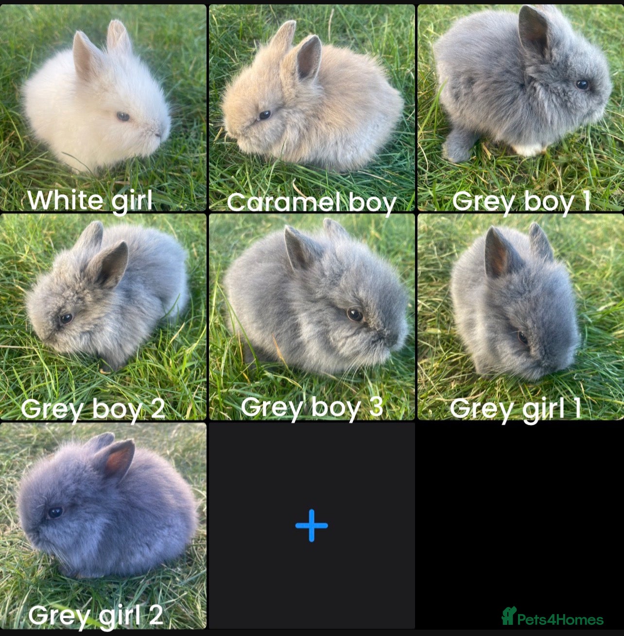 Lionhead rabbits Adorable Lionhead bunnies - Advert 12