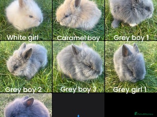 Lionhead rabbits Adorable Lionhead bunnies - Advert 9