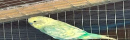 Budgerigars birds for sale: Baby Budgies for sale  - Advert 3