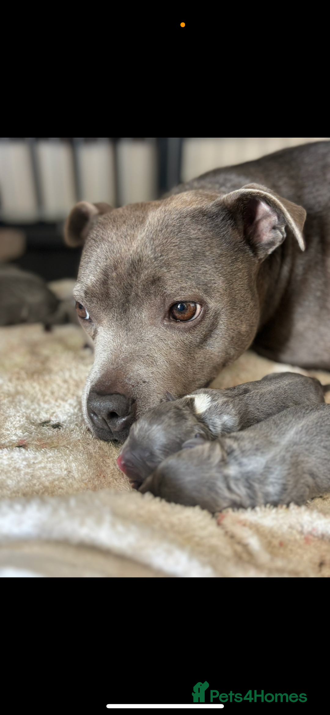 Staffordshire Bull Terrier dogs for sale: Blue staff  - Advert 1