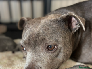 Staffordshire Bull Terrier dogs Blue staff - Advert 1