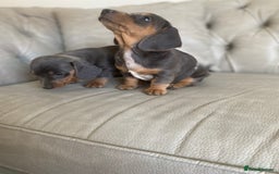 Miniature Dachshund dogs for sale: Miniture dachshund puppies - Image 21
