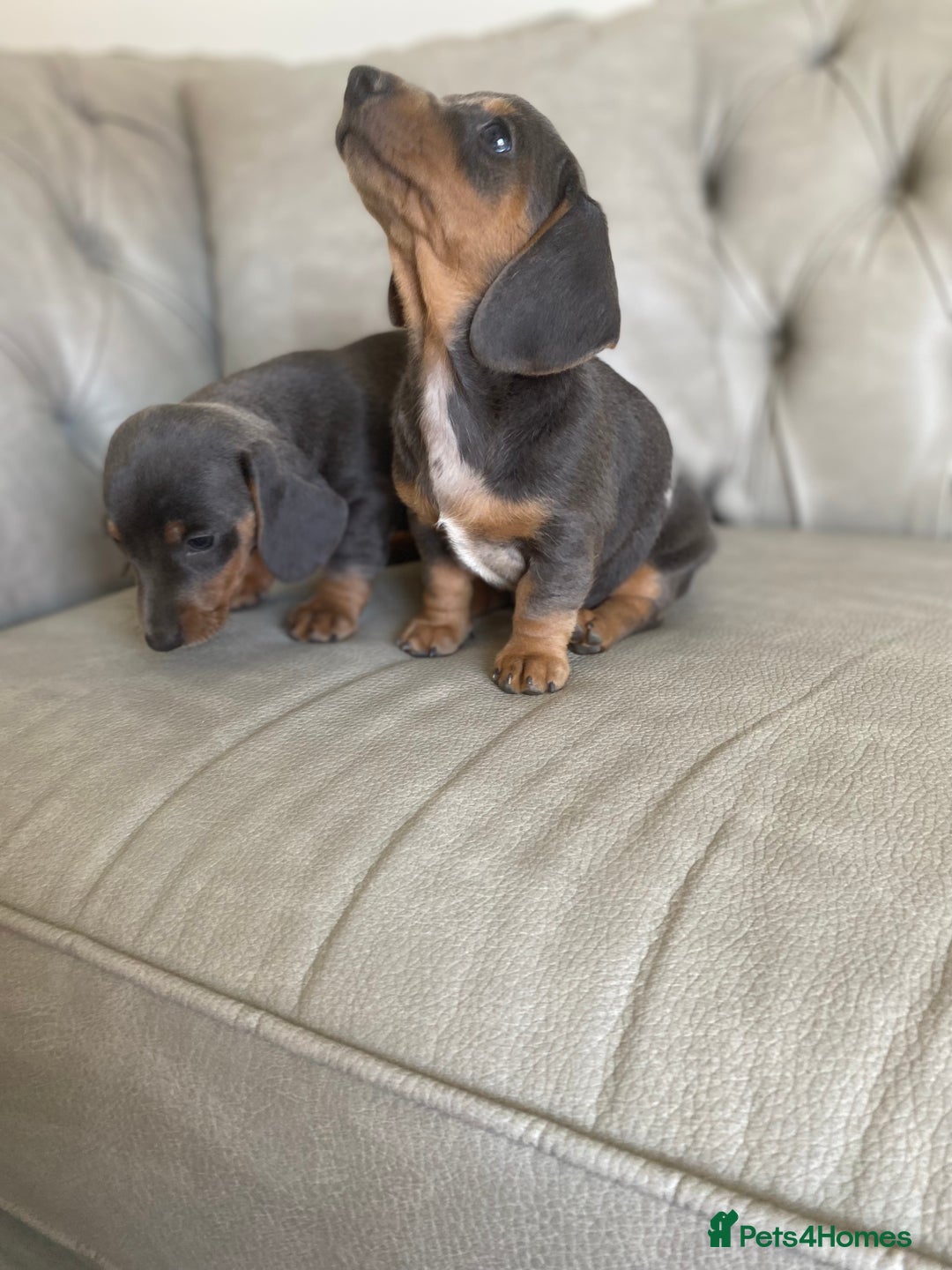 Miniature Dachshund dogs for sale: Miniture dachshund puppies - Image 21