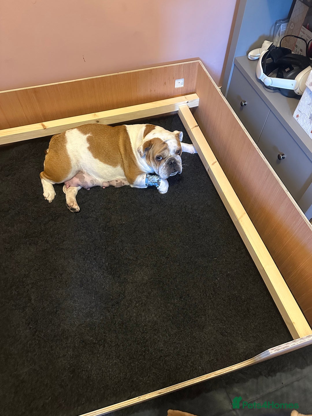 English Bulldog dogs for sale: Full Pedigree KC Registered English Bulldogs - Advert 18