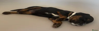 Mixed Breed Puppy 6