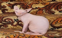 Sphynx cats for sale: Sweet & Sensitive Sphynx Seeks Loving Patient Home - Image 6