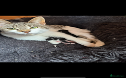 Domestic Shorthair cats for sale: Kittens looking for a loving home - Image 7