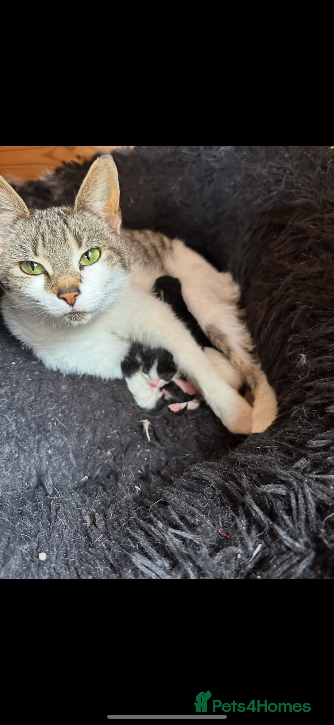 Domestic Shorthair cats for sale: Kittens looking for a loving home - Image 7