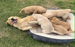 Golden Retriever dogs for sale: Beautiful KC Golden Retriever Puppies - Image 29