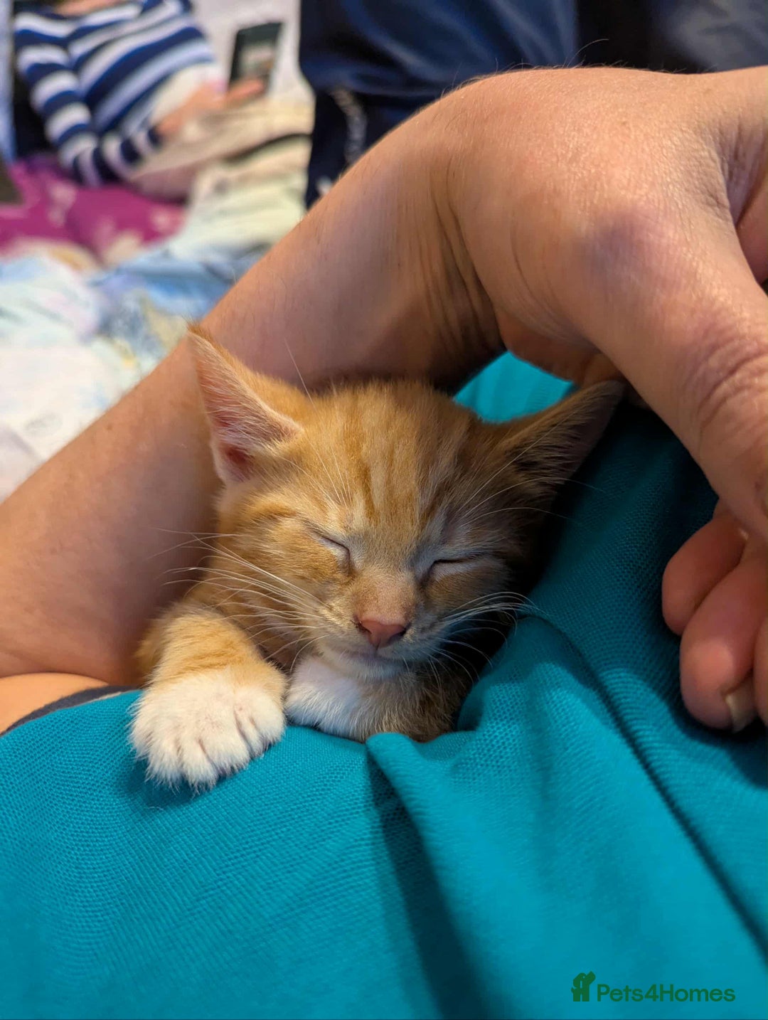 Mixed Breed cats for sale: Beautiful ginger kitten for sale. - Image 1