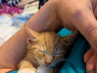 Mixed Breed cats - Advert 2