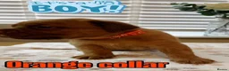 Dogue De Bordeaux dogs for sale: Beautiful KC Registered Dogue de Bordeaux Puppies - Advert 8