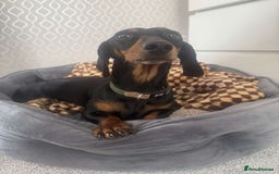 Miniature Dachshund dogs for sale: Miniature daschunds 2 females - 18 months old  - Image 1