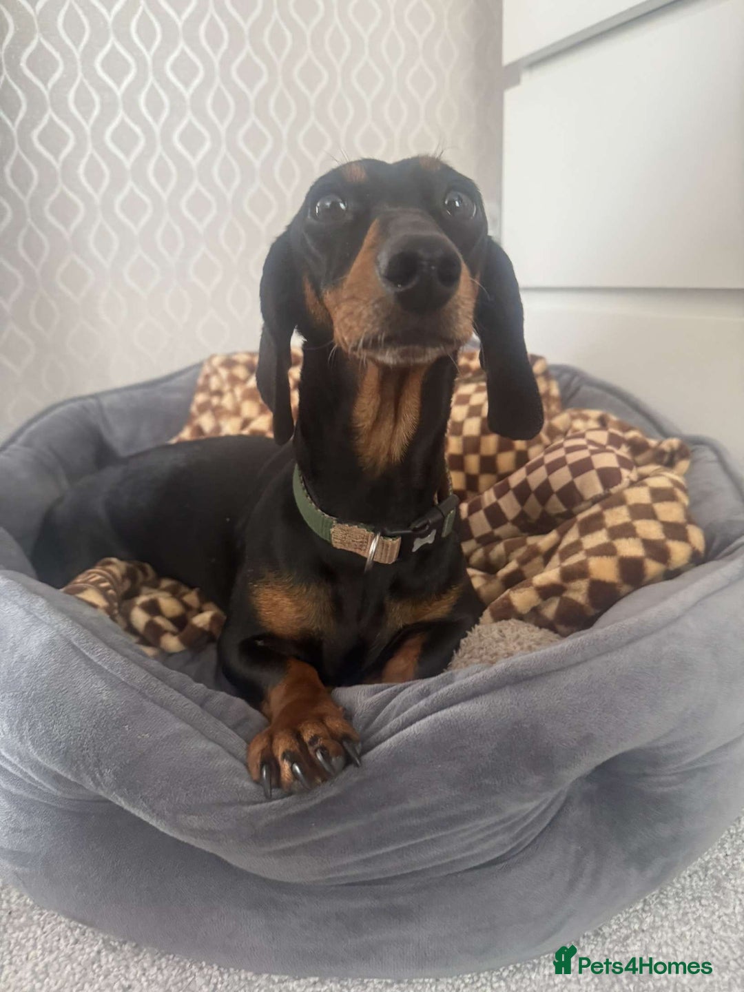 Miniature Dachshund dogs for sale: Miniature daschunds 2 females - 18 months old  - Image 1