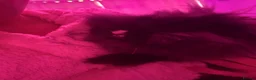 Lionhead rabbits for sale: Two female lionheads  - Advert 5
