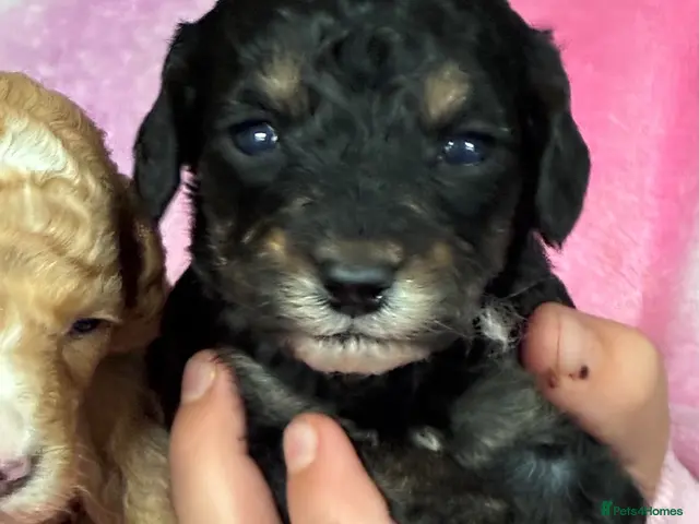 Cockapoo dogs for sale: F1b cockapoos 1 girl left - Advert 7