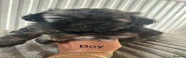 Shihpoo 1