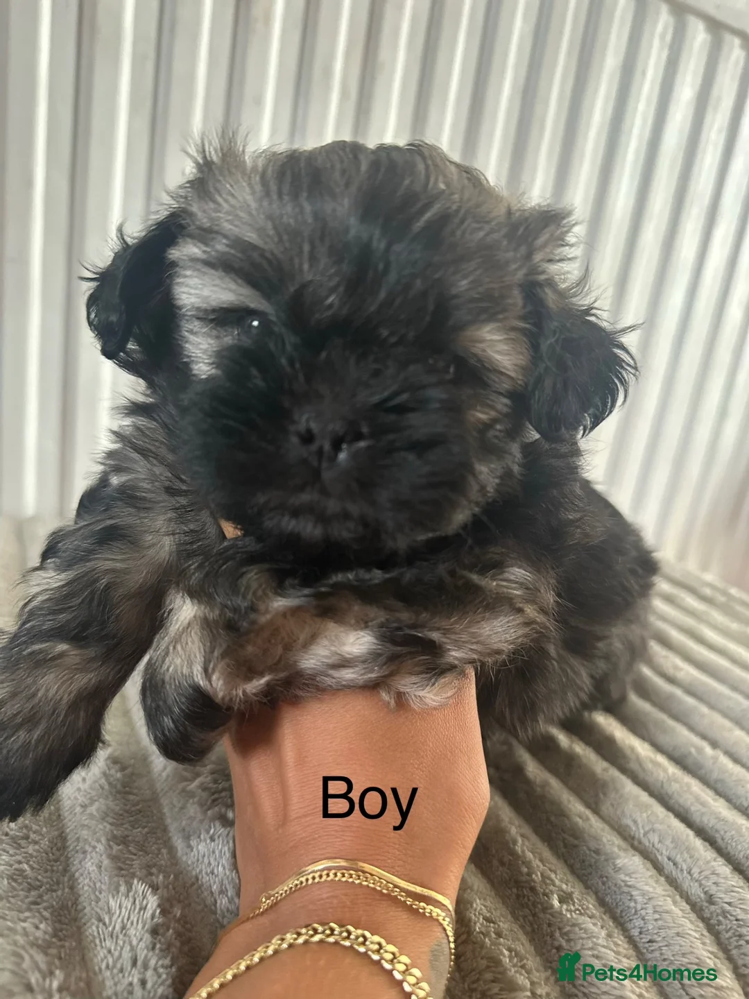 Shihpoo dogs for sale: Shih-poo - Advert 2