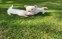 West Highland Terrier dogs for sale: Pedigree West highland terriers  - Image 14