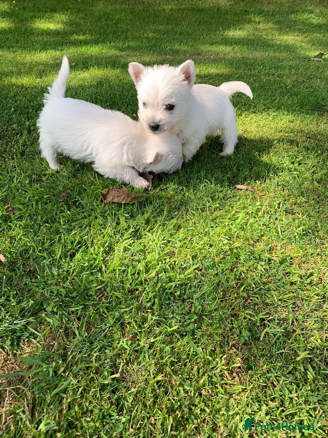 West Highland Terrier dogs for sale: Pedigree West highland terriers  - Image 14