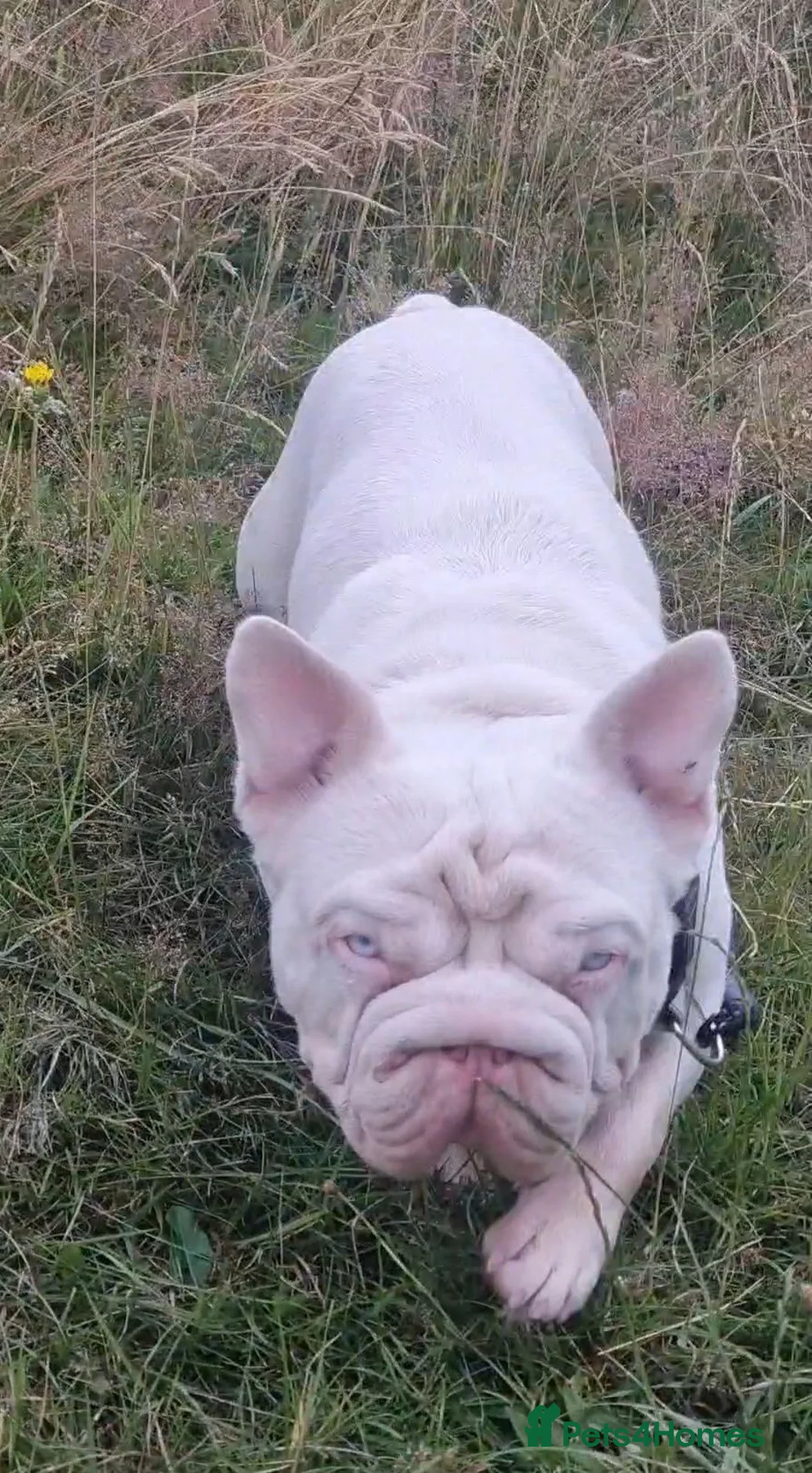 French Bulldog dogs for stud: FULL PINK CARRYING FLUFFY - Advert 2