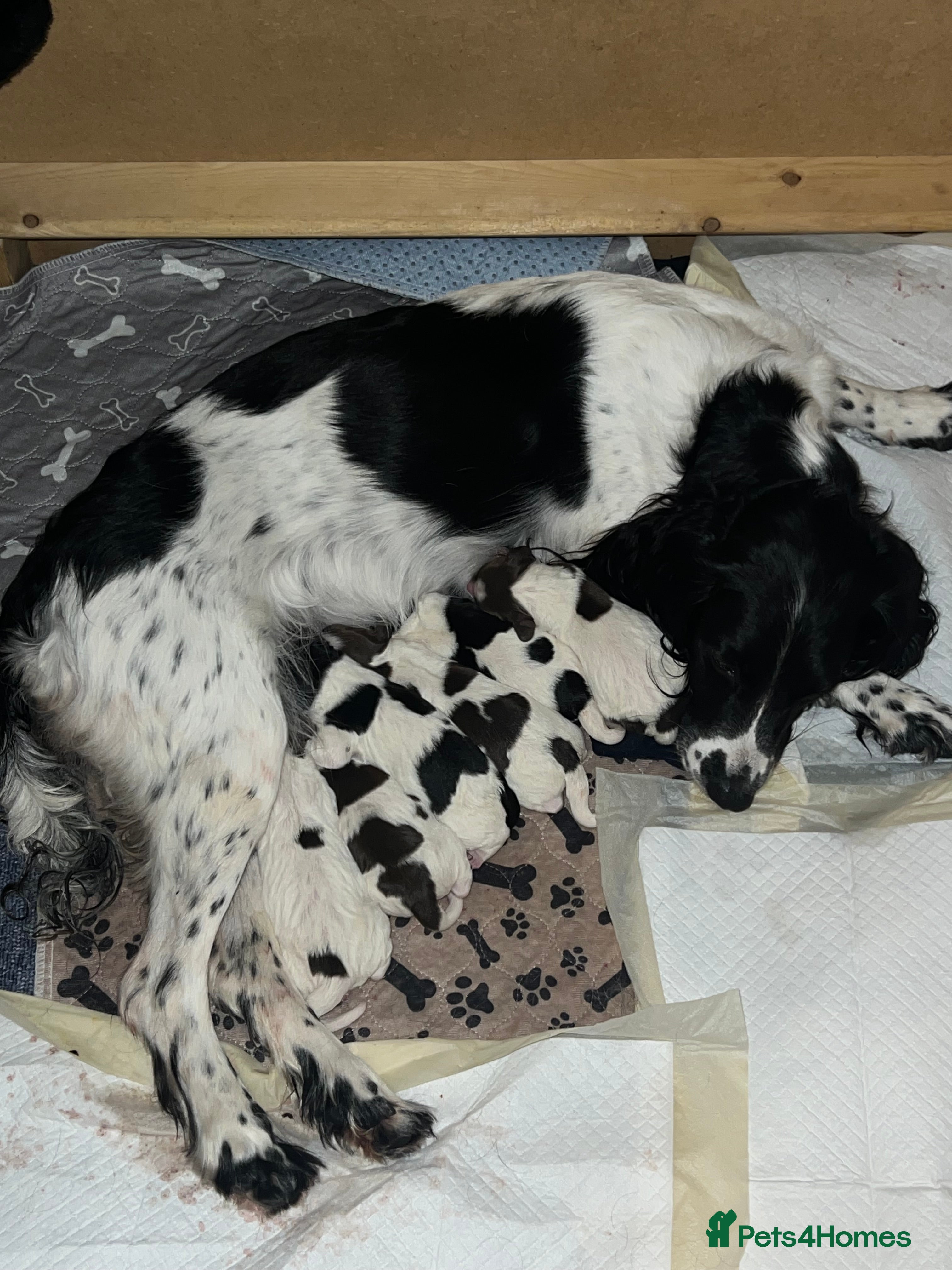 English Springer Spaniel dogs Just 1 liver and white KC reg ESS male  - Advert 4