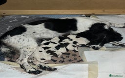 English Springer Spaniel dogs for sale: 6 gorgeous KC reg ESS puppies  - Image 1