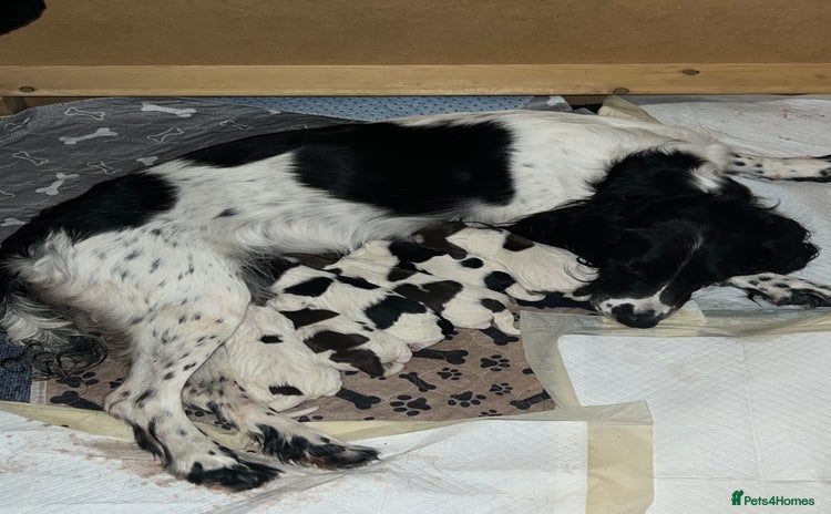 English Springer Spaniel dogs - Advert 2
