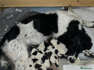 English Springer Spaniel dogs - Advert 3