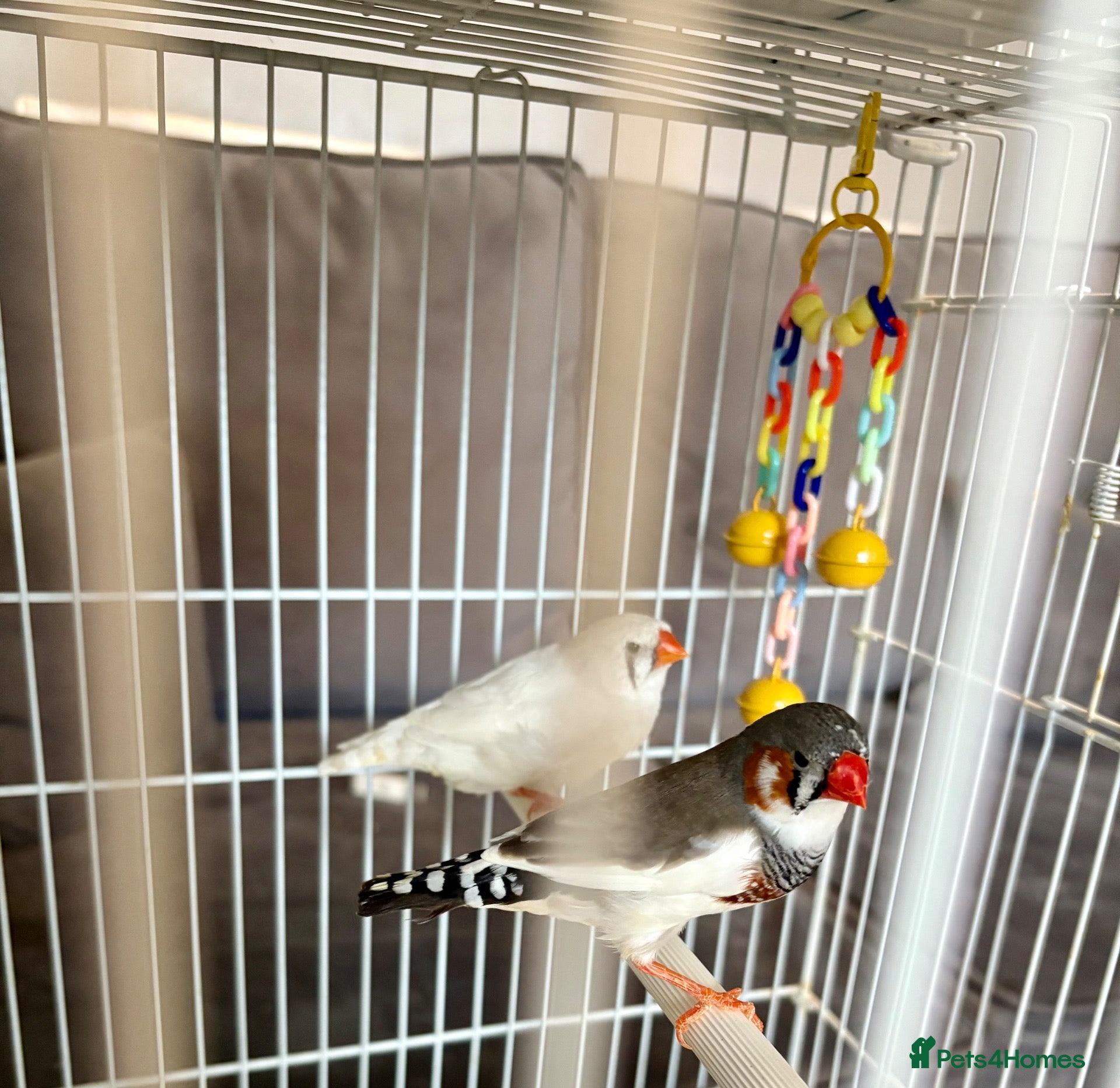 Finches birds Zebra Finches For Sale - Advert 2