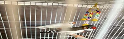 Finches birds for sale: Zebra Finches For Sale - Advert 2