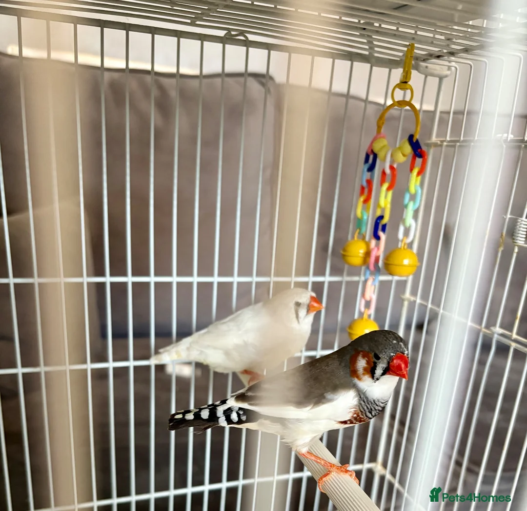 Finches birds for sale: Zebra Finches For Sale - Advert 2
