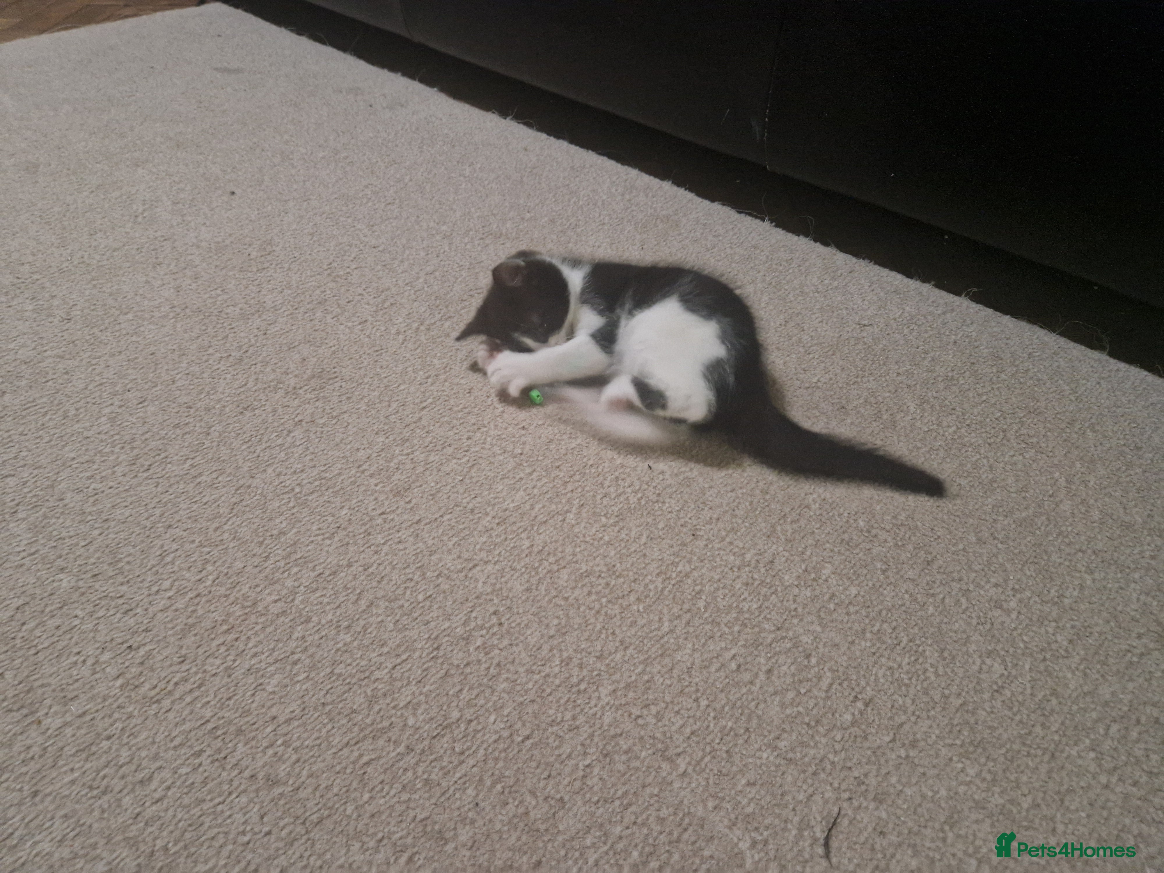 Mixed Breed cats for sale: 4 kitten  - Advert 11