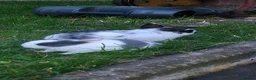 Mixed Breed rabbits for sale: I have 4 weeks and 8 weeks olds rabbits  - Advert 7
