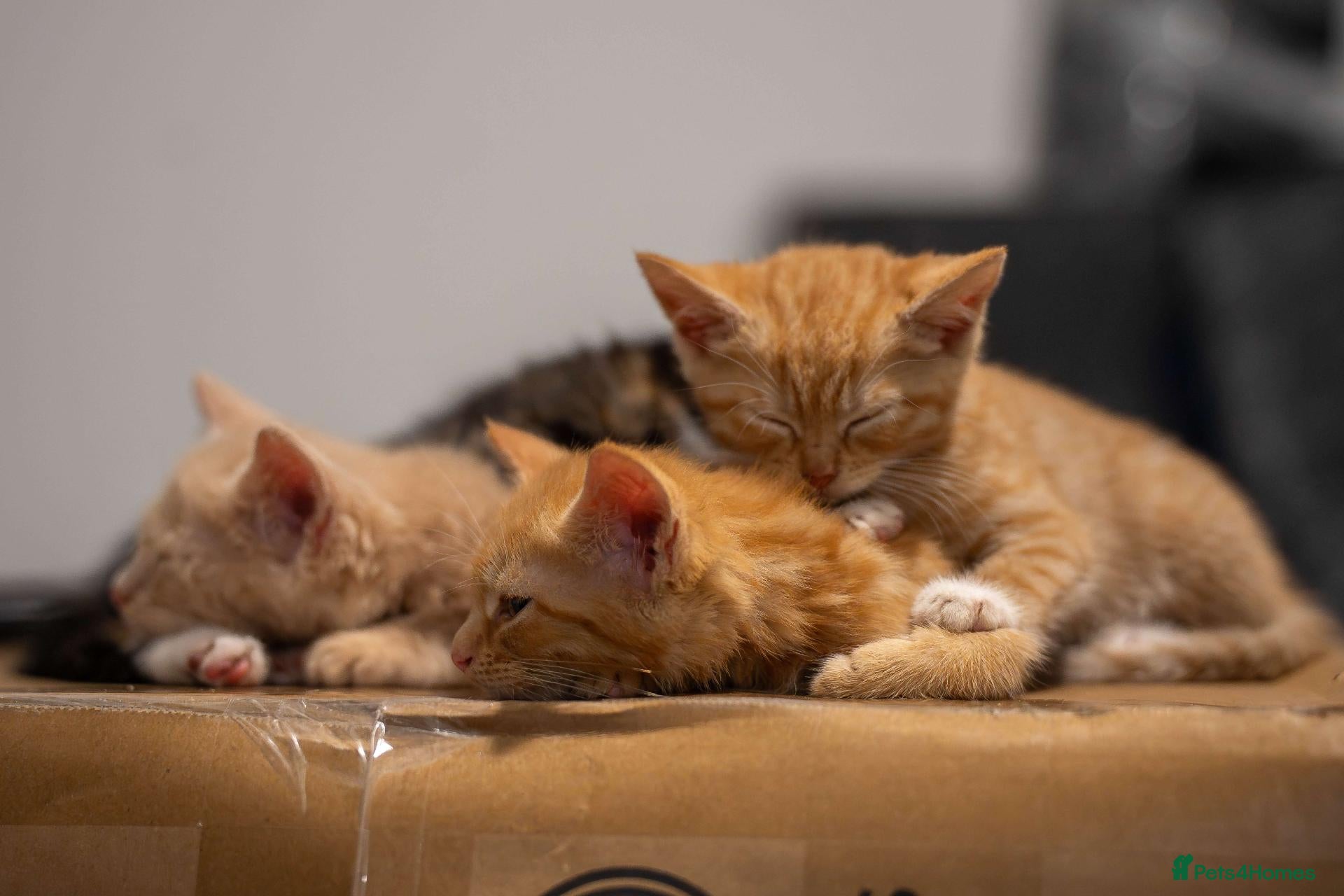Mixed Breed cats for sale: Two ginger females - Advert 15