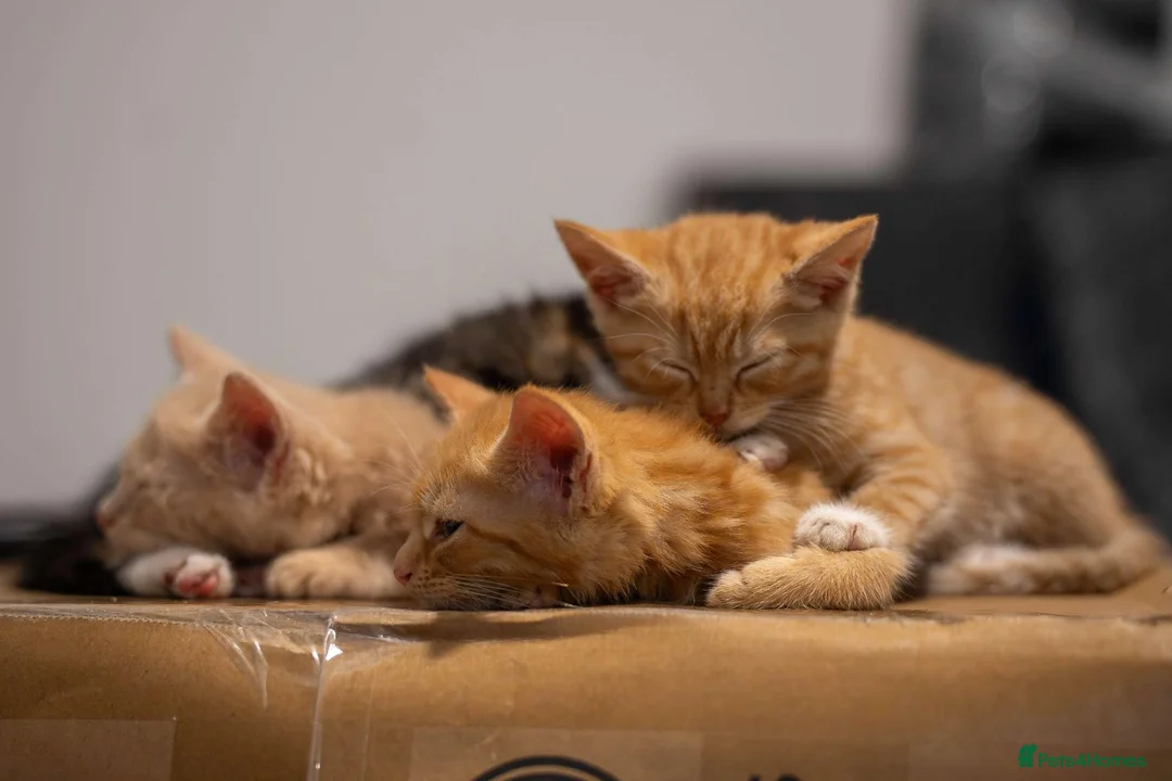 Mixed Breed cats for sale: Two ginger females in Shefford - Advert 1