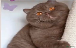 British Shorthair cats for sale: Two amazing EX -stud cats looking for a warm lap. - Image 2