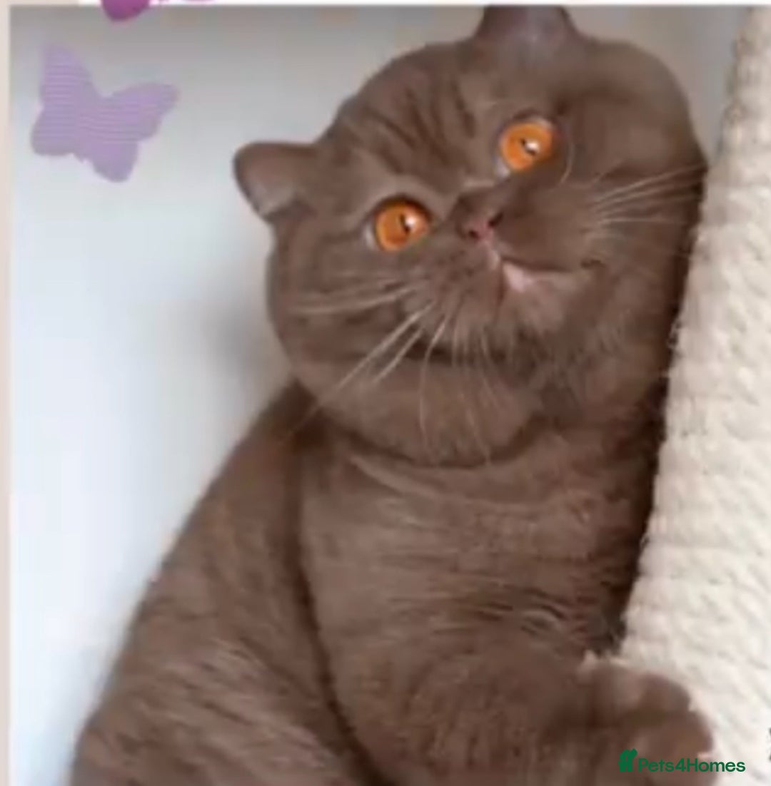 British Shorthair cats for sale: Two amazing EX -stud cats looking for a warm lap. - Image 2